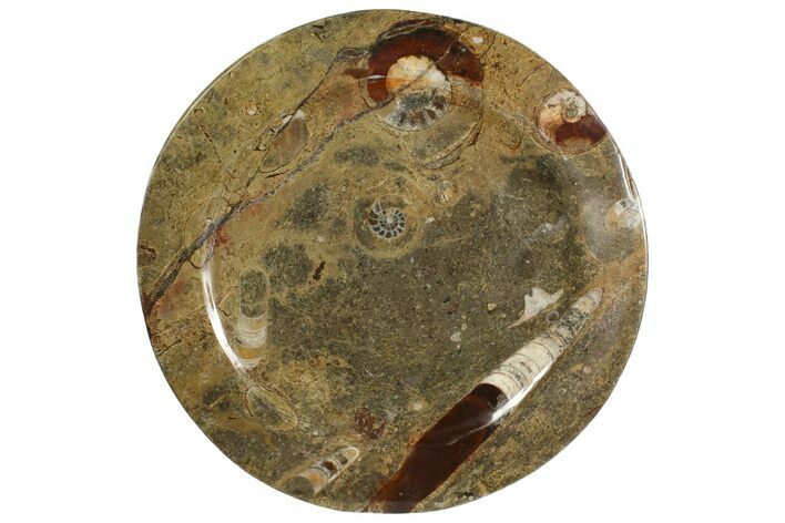 Fossil Orthoceras & Goniatite Round Plate - Stoneware #139506